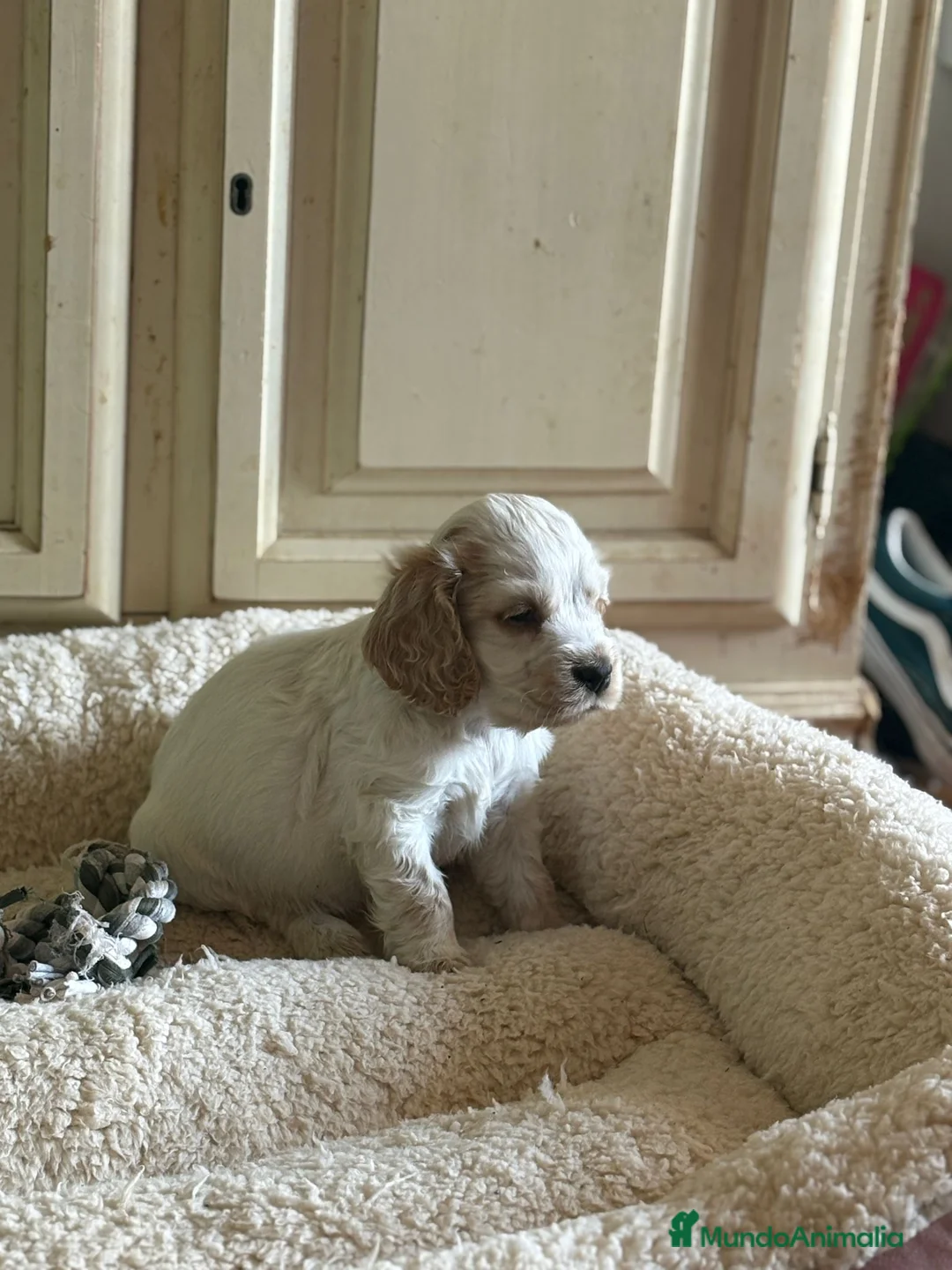 Cocker Spaniel Inglés perros en venta: Cocker spaniel inglés  - Anuncio 15