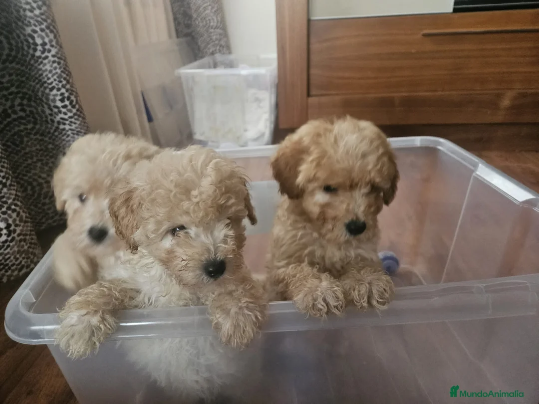 Caniche Toy perros en venta: Oportunidad  - Anuncio 3