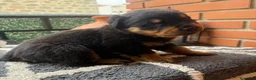 Rottweiler perros en venta: Rottweiler  - Anuncio 2