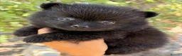 Pomerania perros en venta: Lulù de Pomerania  - Anuncio 2