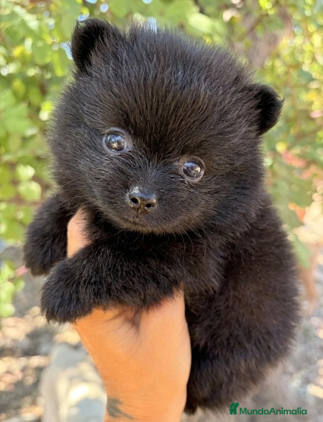 Pomerania perros en venta: Lulù de Pomerania  - Anuncio 2