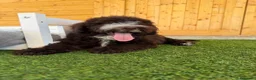 Perro de Agua Español perros en venta: Perro de agua español - Anuncio 2