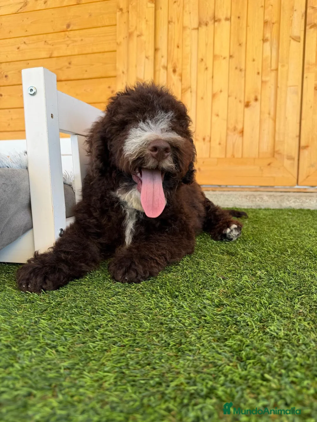 Perro de Agua Español perros en venta: Perro de agua español - Anuncio 2