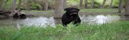 Cane Corso perros en venta: Preciosa camada de Cane Corso  - Anuncio 3