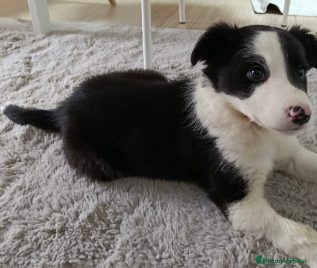 Border Collie perros Hembra Border collie  - Anuncio 2