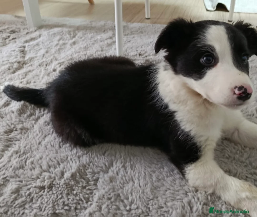Border Collie perros en venta: Hembra Border collie  - Anuncio 2