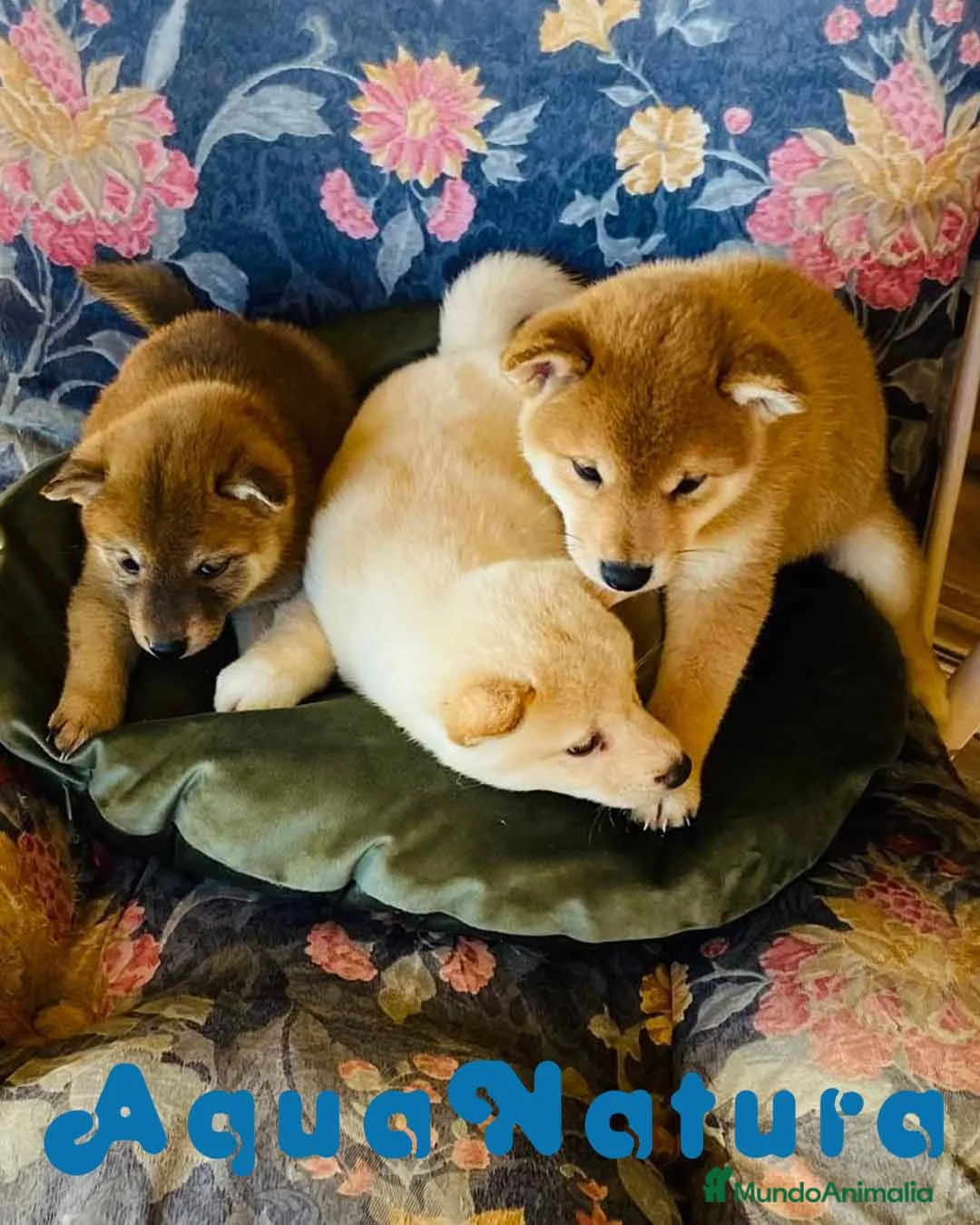 Shiba Inu perros en venta: Camada Shiba Inu de Melani - AQUANATURA en Barcelona - Anuncio 3