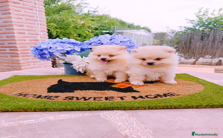 Pomerania perros - Anuncio 1