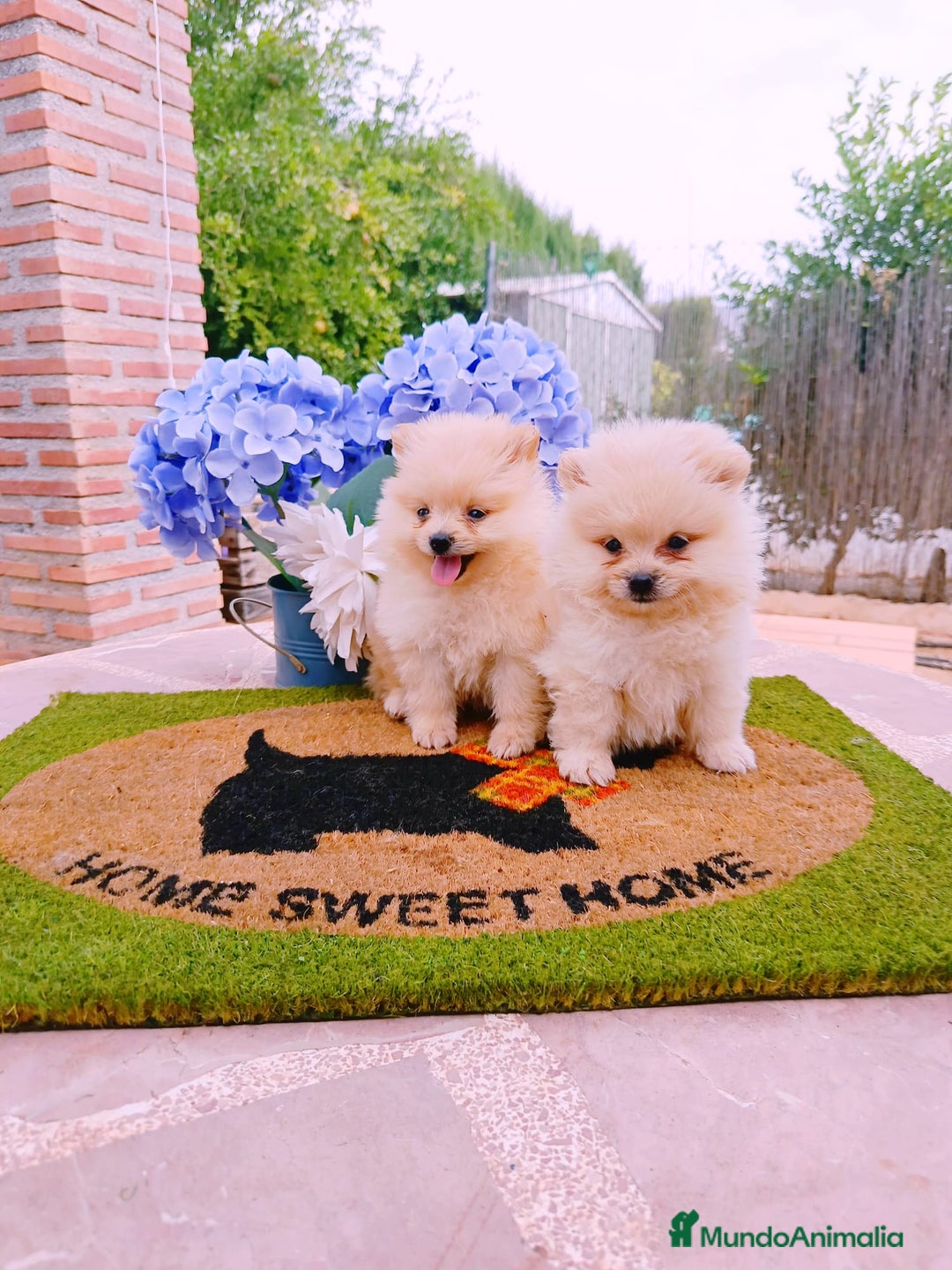 Pomerania perros en venta: Pomerania  - Imagen 1