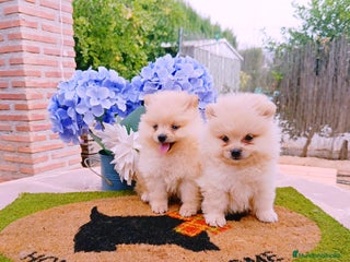Pomerania perros - Anuncio 38