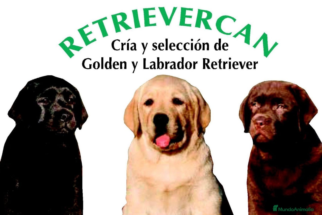 Labrador Retriever perros en venta: Cachorros labrador chocolate con pedigree  - Anuncio 1