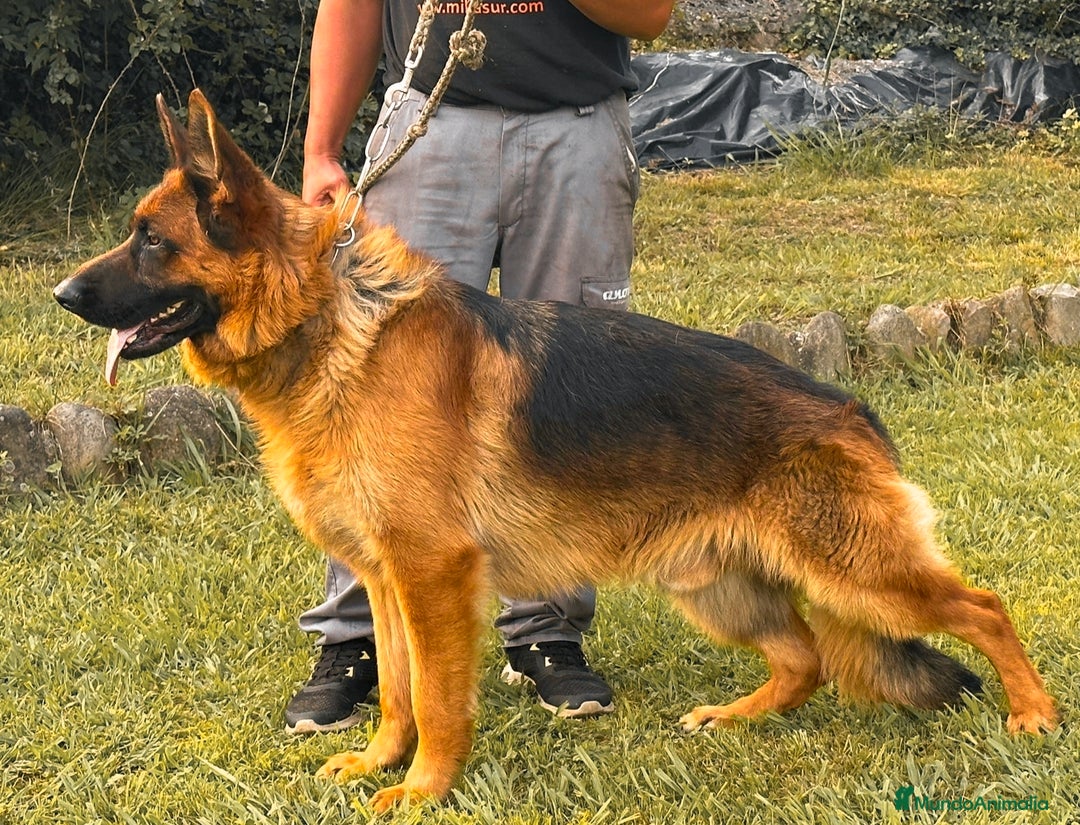 Pastor Alemán perros en venta: Pastores alemanes de CARMARGUT  - Anuncio 5