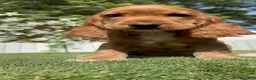 Cocker Spaniel Inglés perros en venta: COCKER SPANIEL INGLES-LISTA PARA ENTREGAR - Anuncio 12
