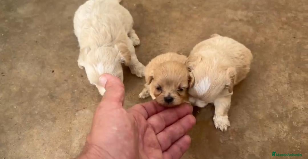 Maltipoo perros Cachorros de Maltipoo  - Anuncio 2