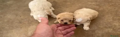 Maltipoo 3