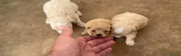 Maltipoo perros en venta: Cachorros de Maltipoo  - Anuncio 2