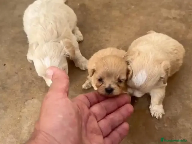 Maltipoo perros Cachorros de Maltipoo - Anuncio 2