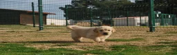 Golden Retriever perros en venta: Cachorros de Golden Retriever del Alto del Pago - Anuncio 4
