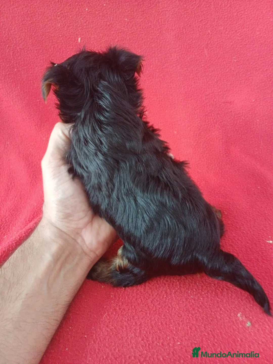 Yorkshire Terrier perros en venta: Yorkshire Terrier Standar  - Anuncio 4
