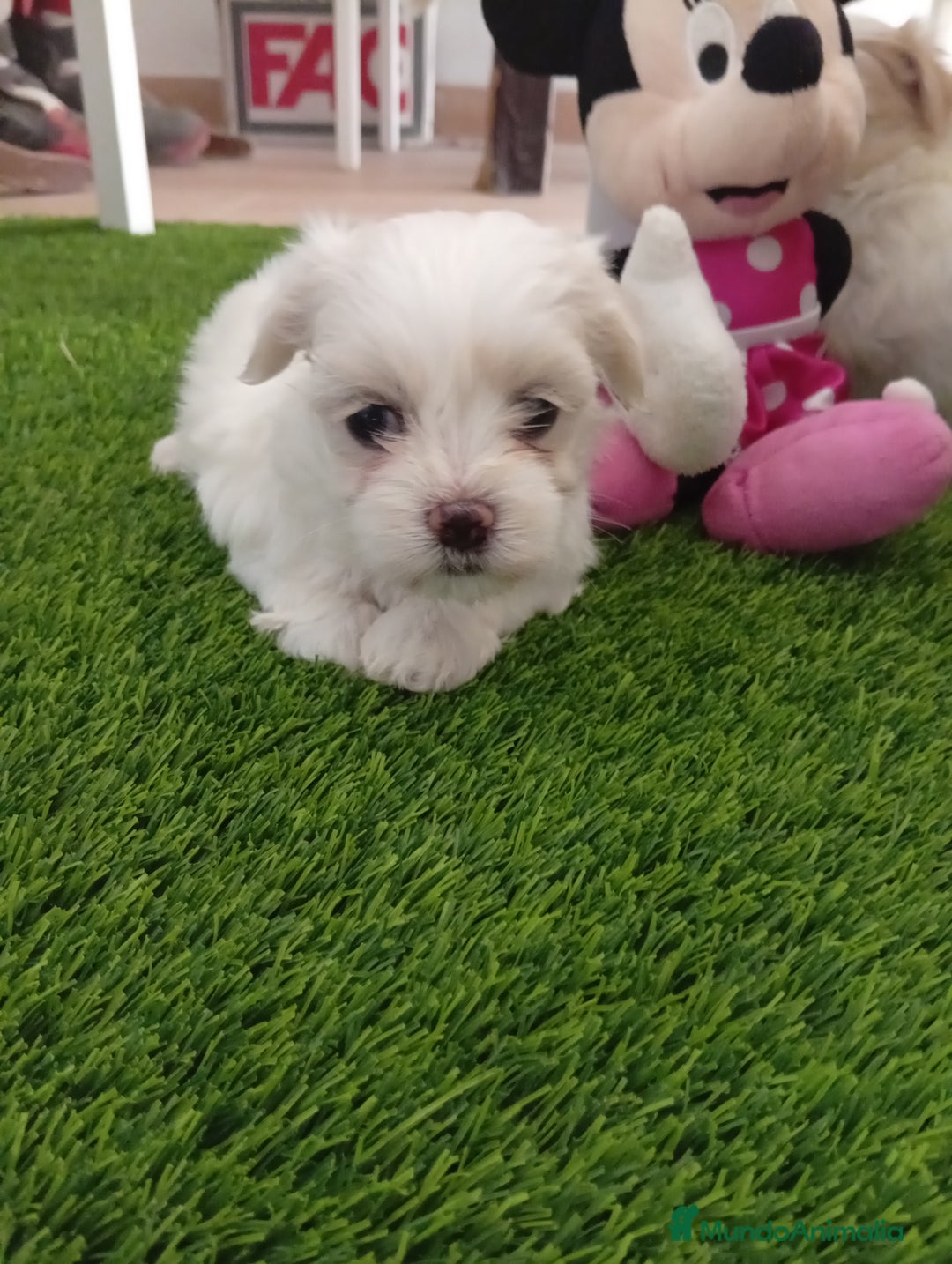 Bichón Maltés perros en venta: PRECIOSOS EJEMPLARES TOY - Imagen 3