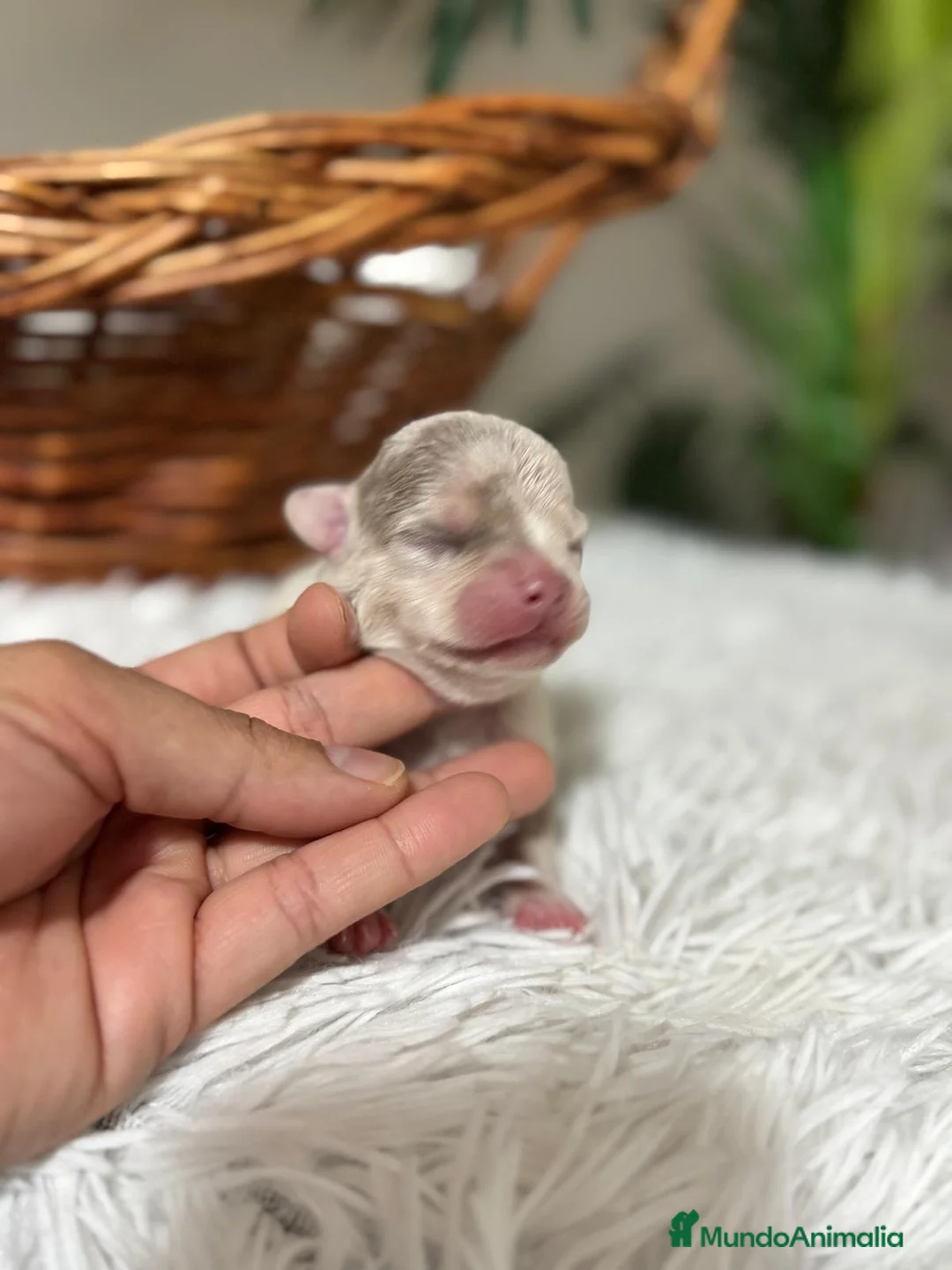 Chihuahua perros en venta: CHIHUAHUA MERLE  - Anuncio 9