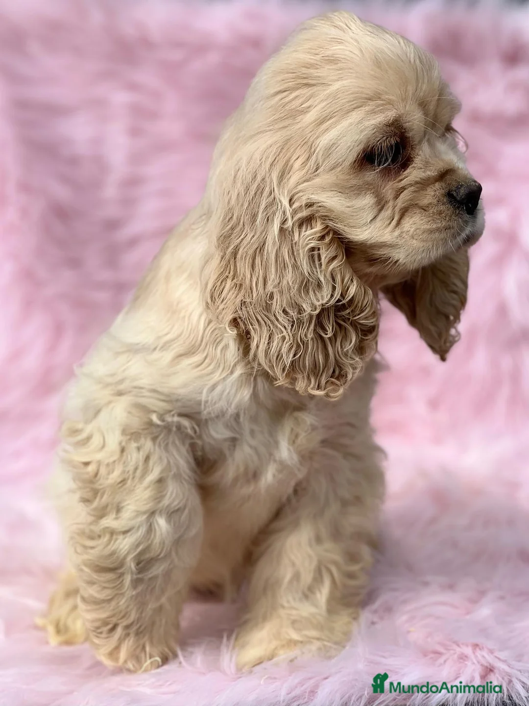 Cocker Spaniel Americano perros en venta: Cocker americano  en Barcelona - Anuncio 6