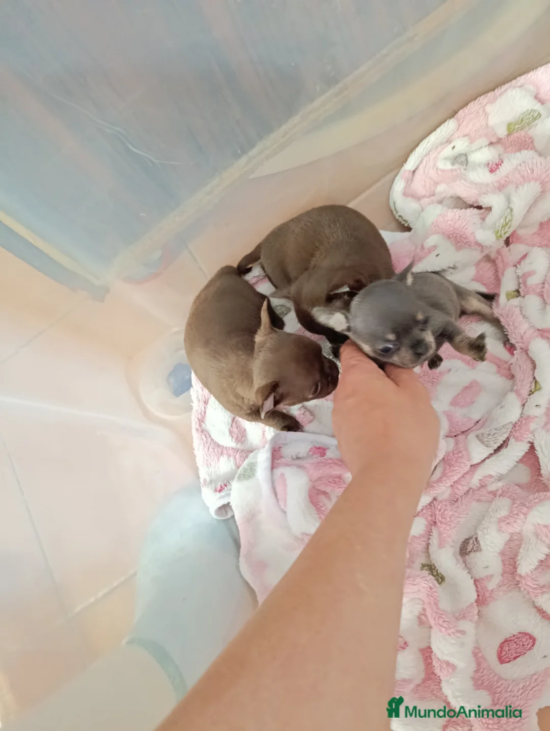 Chihuahua perros en venta: Macho chocolate  - Anuncio 7