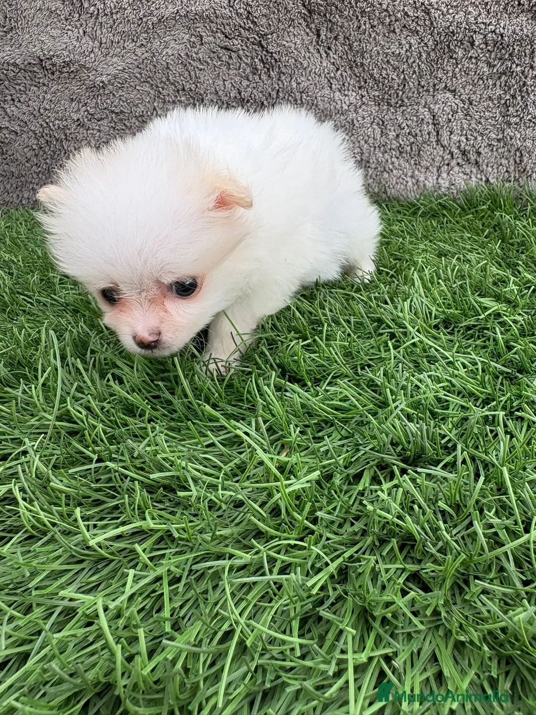 Pomerania perros en venta: Hembra mini toy lulu Pomerania blanca naranja  - Anuncio 4