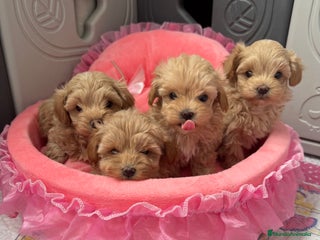 Maltipoo perros Maltipoo - Anuncio 1