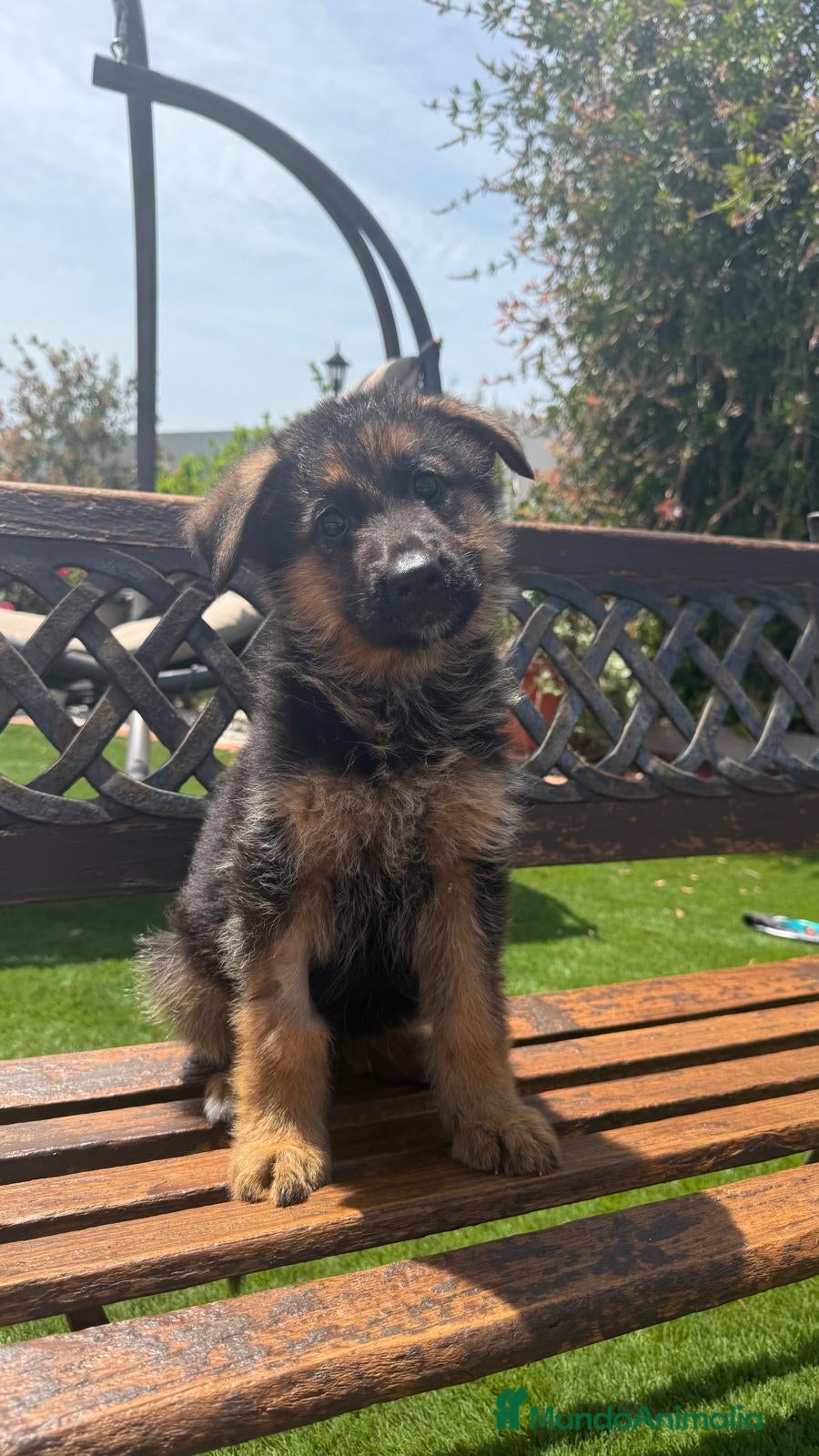 Pastor Alemán perros Cachorros con pedigree en Valencia - Anuncio 7