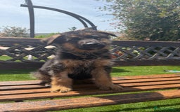 Pastor Alemán perros en venta: Cachorros con pedigree en Valencia - Imagen 1