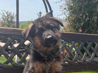 Pastor Alemán perros Cachorros con pedigree en Valencia - Anuncio 6