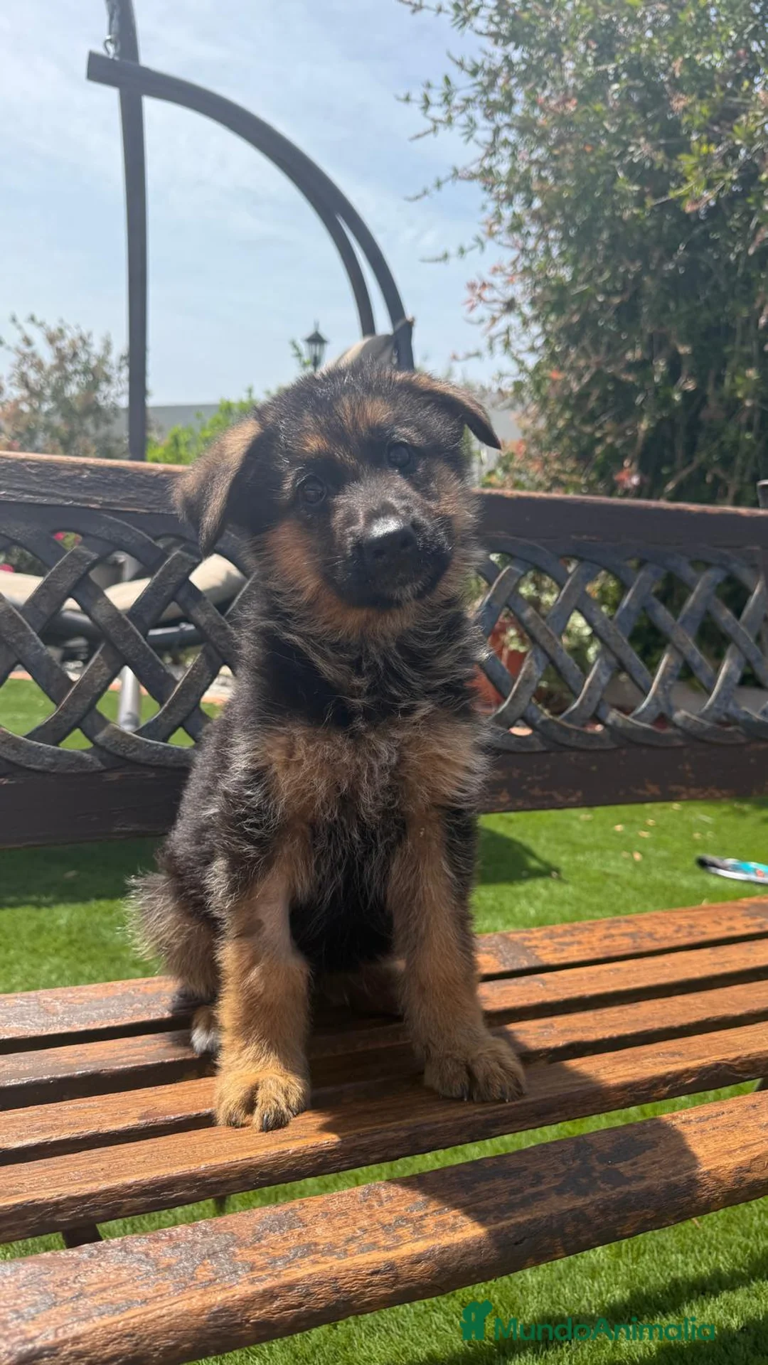 Pastor Alemán perros en venta: Cachorros con pedigree en Valencia - Anuncio 1