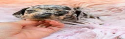 Teckel Miniatura perros en venta: TECKEL MINIATURA ARLEQUIN - Anuncio 3