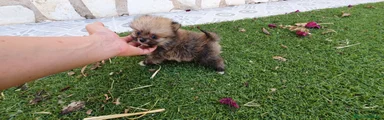 Pomerania Cachorro 1