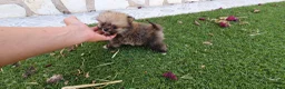 Pomerania perros en venta: Pomerania Toy Top  - Anuncio 34
