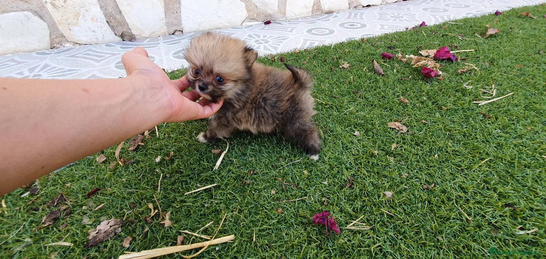 Pomerania perros en venta: Pomerania Toy Top  - Anuncio 34