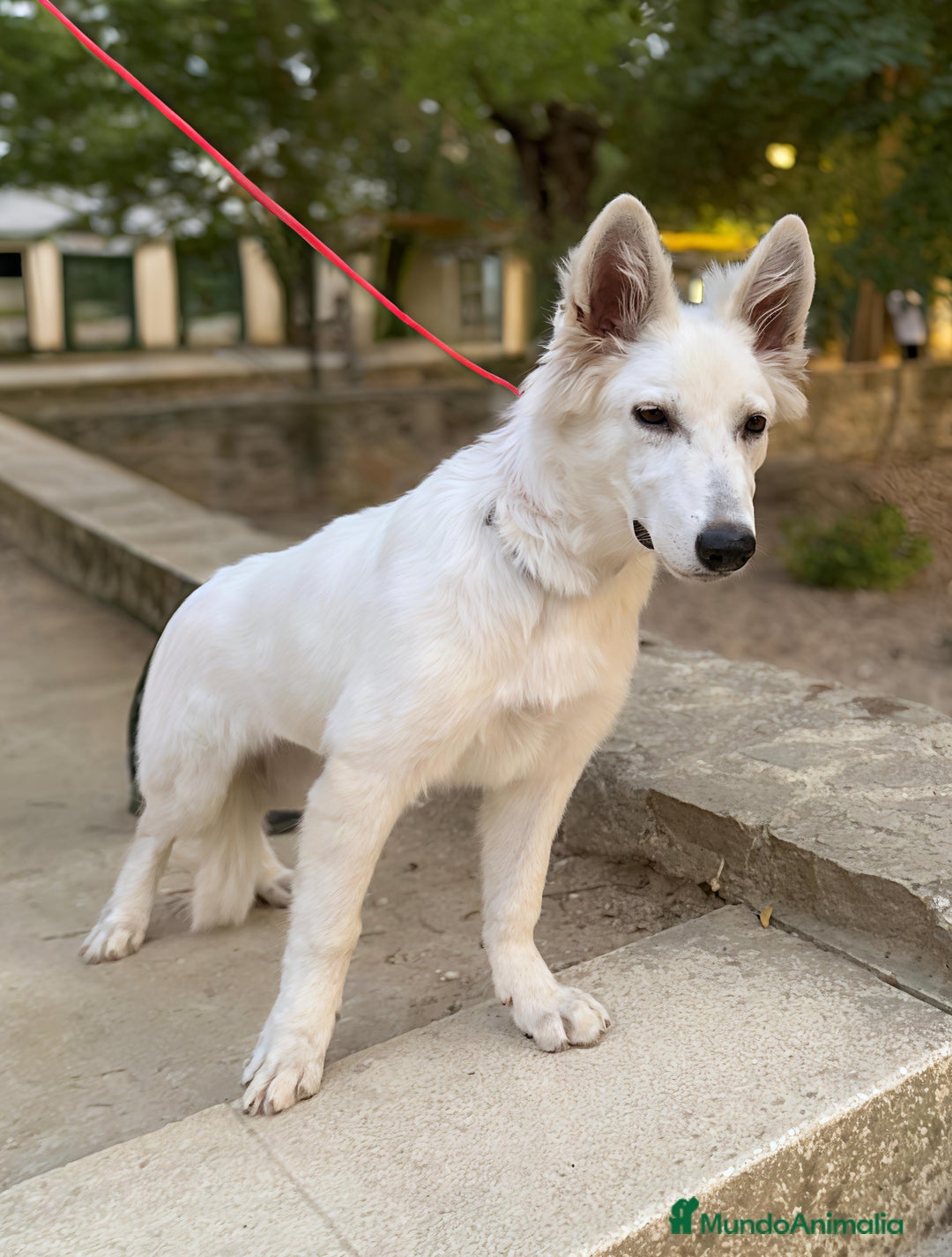 Pastor Blanco Suizo perros en venta: Cachorra Pastor Blanco Suizo  - Imagen 8