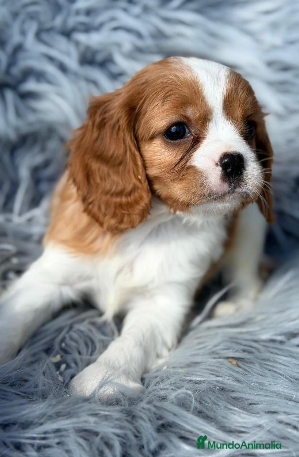 Cavalier King Charles Spaniel perros en venta: CAVALIER BLENHEIM  - Anuncio 1