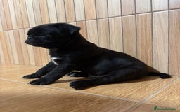 Carlino - Pug perros en venta: Macho de Carlino  - Imagen 2