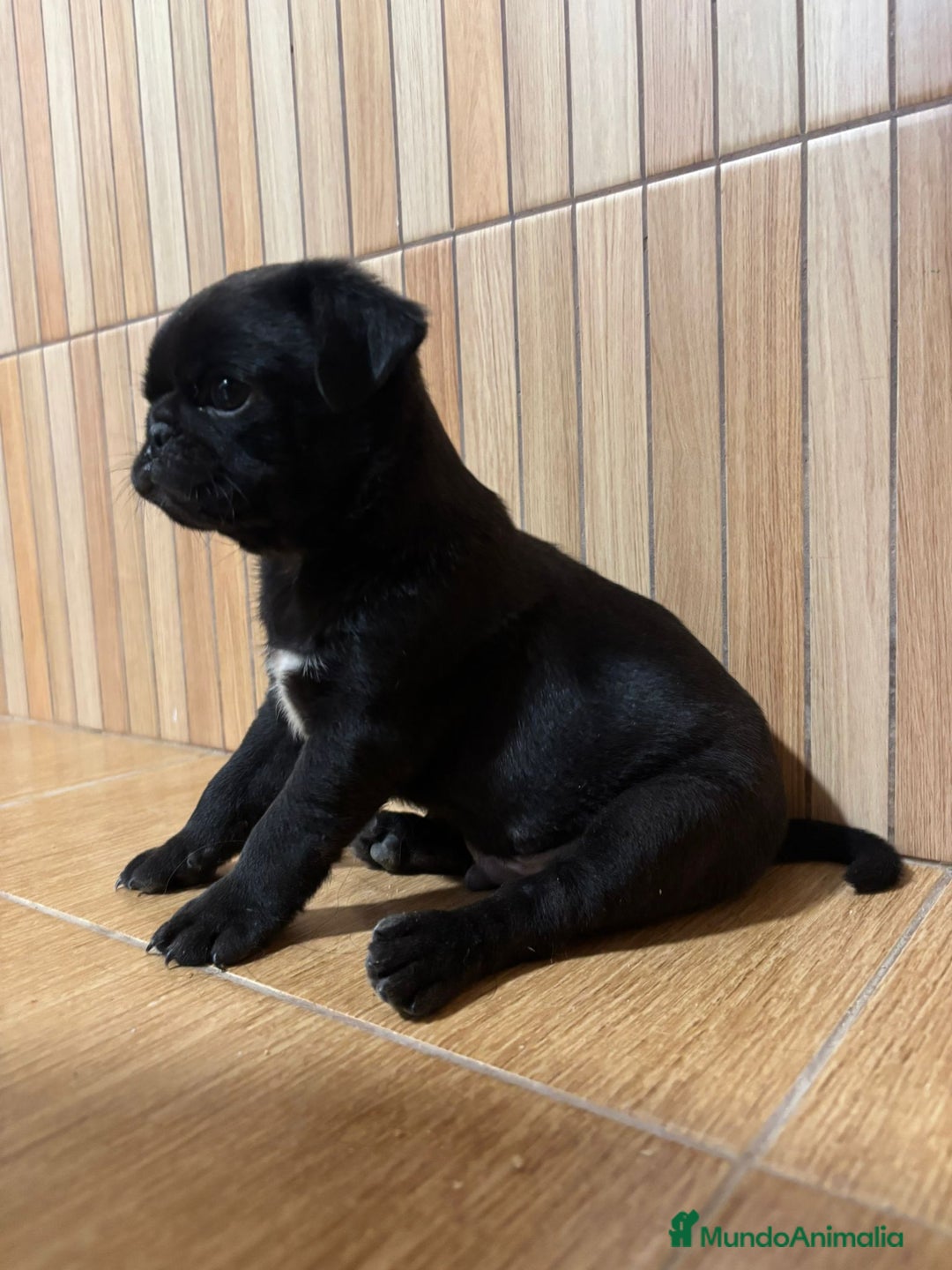 Carlino - Pug perros en venta: Macho de Carlino  - Imagen 2