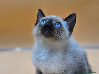 Siamés gatos Gatos siamés en Cádiz - Anuncio 6