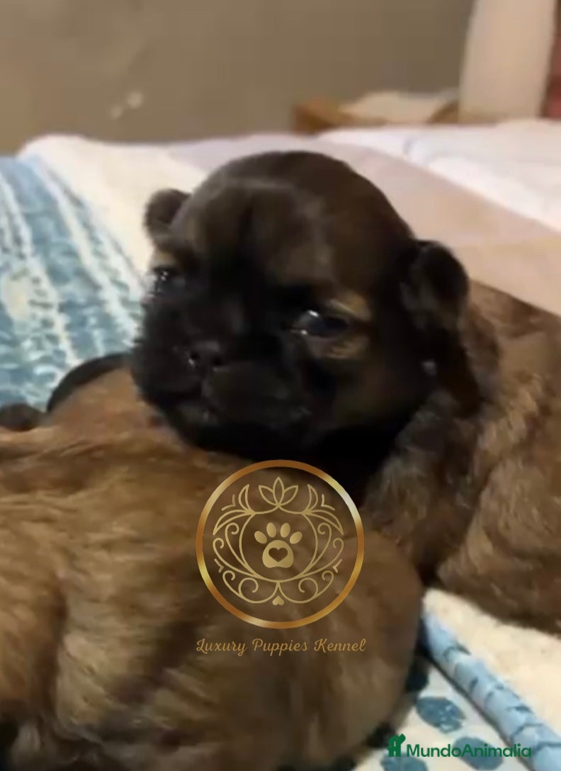 Shih Tzu perros Shih-tzu  - Anuncio 8