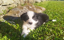 Border Collie perros en venta: Se vende border collie  - Imagen 10