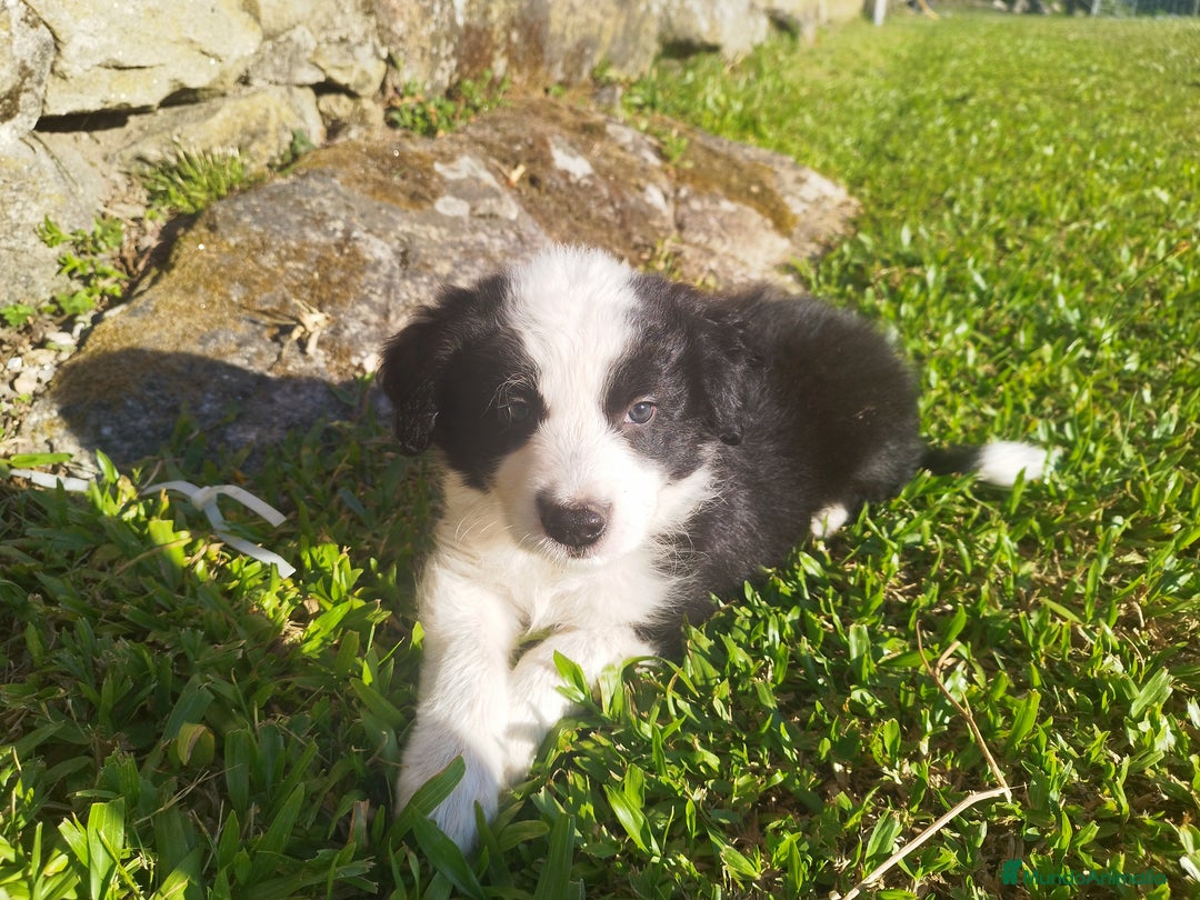 Border Collie perros en venta: Se vende border collie  - Imagen 10