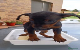Pinscher Miniatura perros en venta: Pinscher Miniatura  - Imagen 17