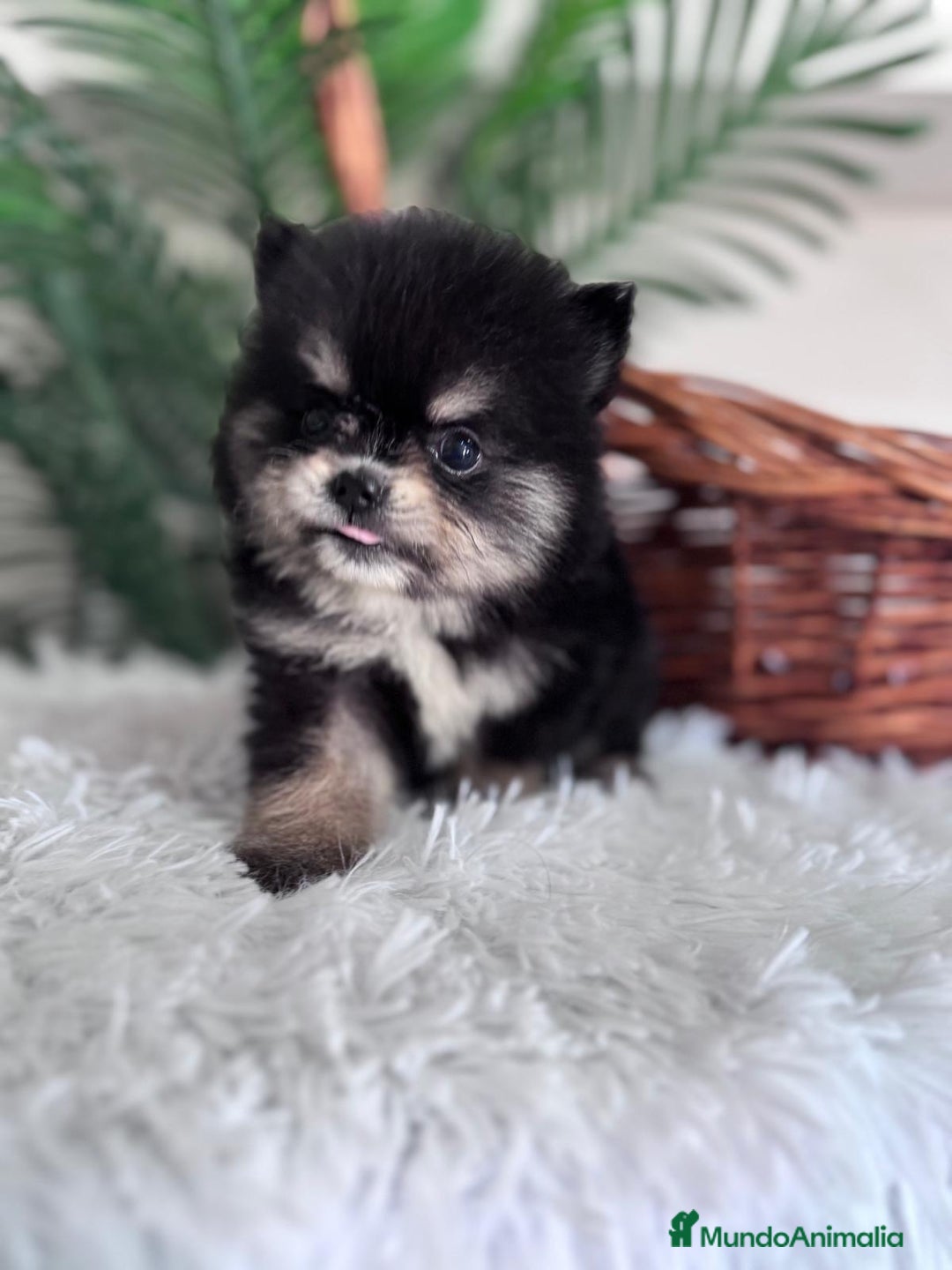 Pomerania perros en venta: POMERANIA HEMBRA - Imagen 7