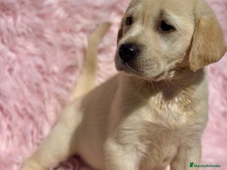 Labrador Retriever perros - Anuncio 15
