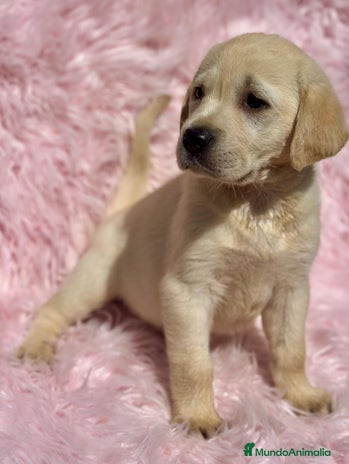 Labrador Retriever perros - Anuncio 12