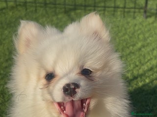 Pomerania perros - Anuncio 36